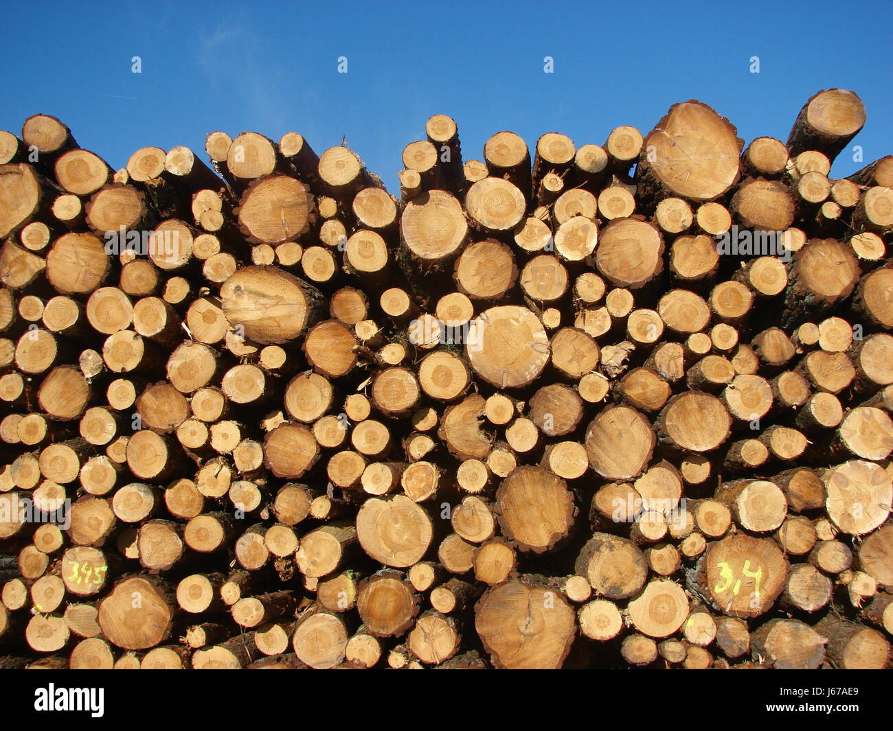 blaue Holzstapel am Wegesrand Firmament Himmelblau Baum Holz Tropfen natürliches Produkt Stockfoto