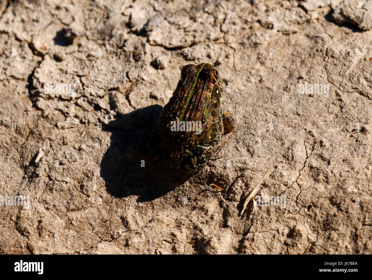 Baby afrikanische Bull Frog auch bekannt als der Pixie-Frosch Stockfoto