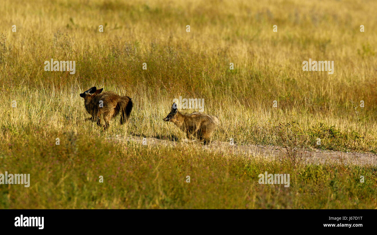 Familie von Fledermaus-eared Füchse spielen in der Kalahari-Wüste Stockfoto