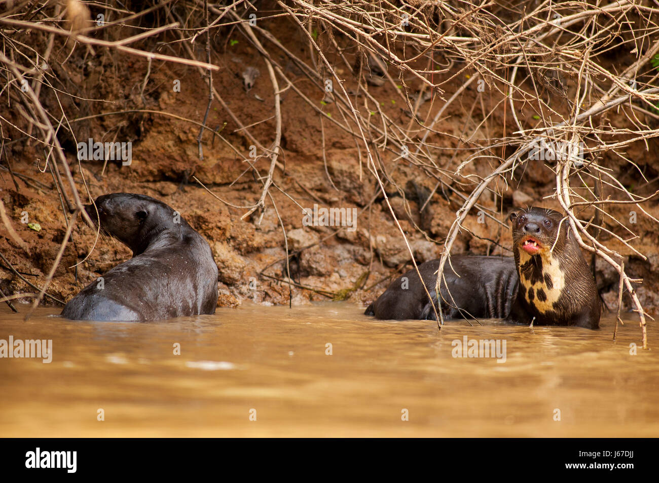 Riesenotter Verzehr von Fisch bei Três Irmãos Fluss, Pantanal von Mato Grosso, Brasilien Stockfoto