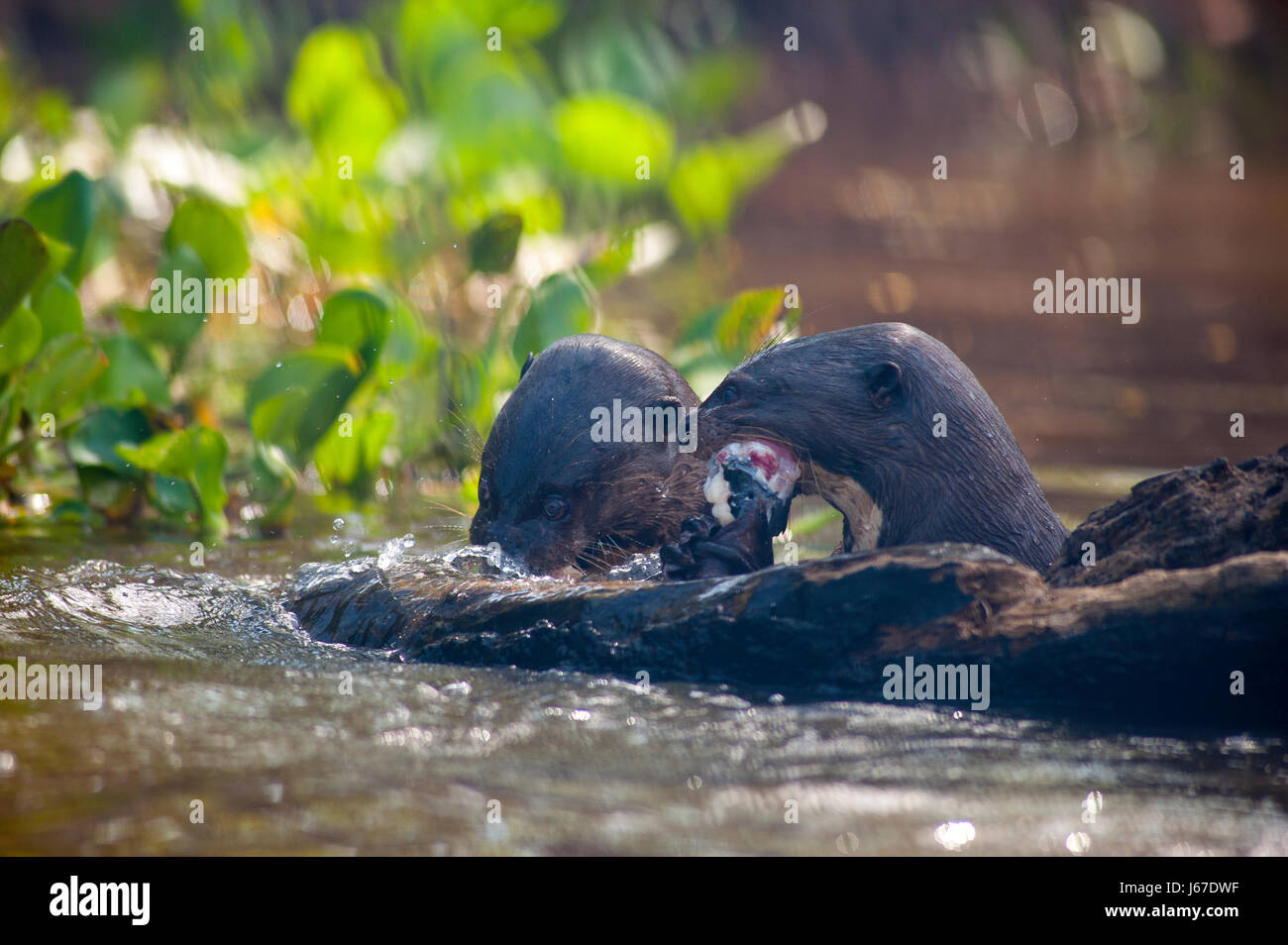 Riesenotter Verzehr von Fisch bei Três Irmãos Fluss, Pantanal von Mato Grosso, Brasilien Stockfoto