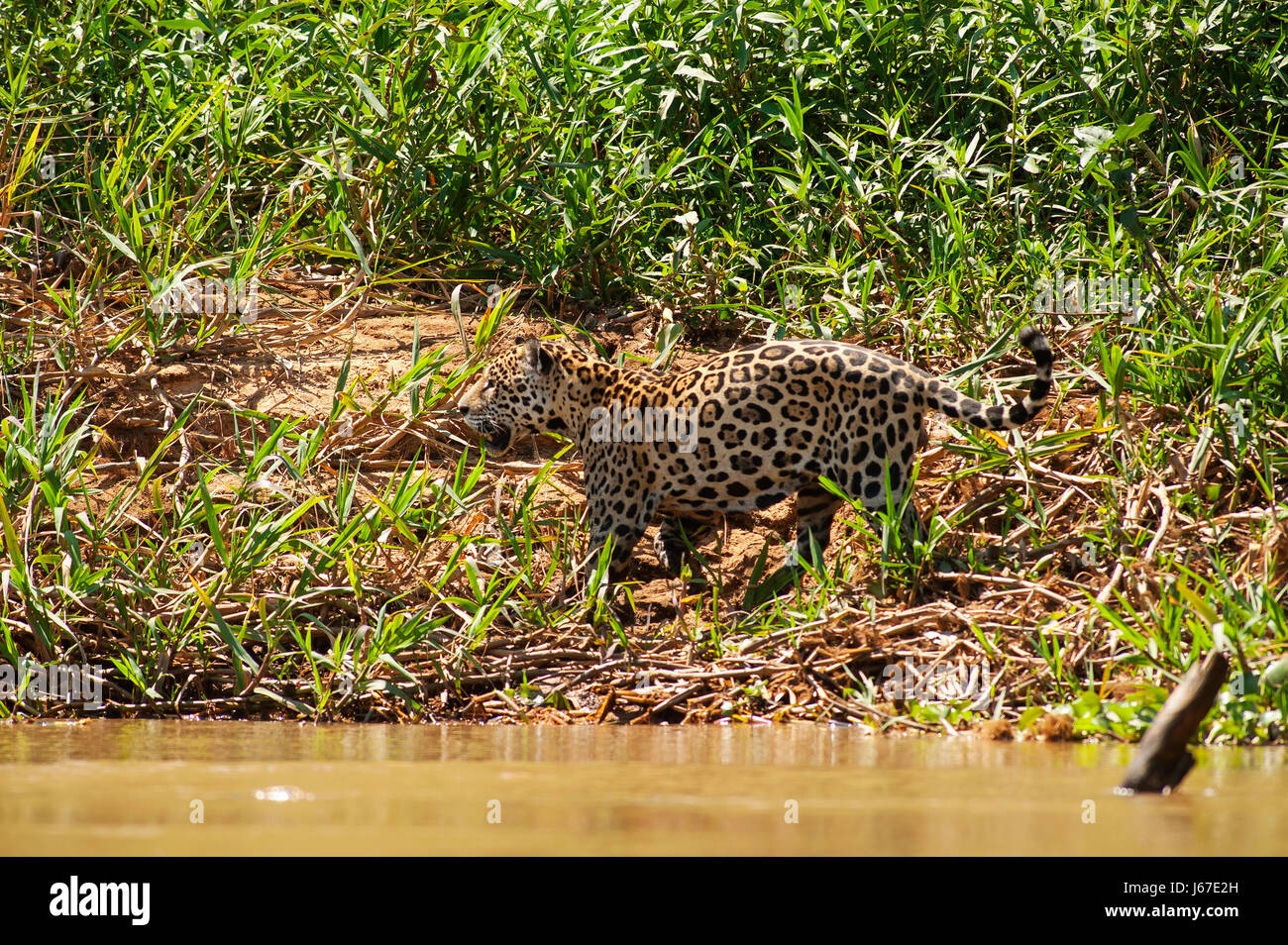 Jaguar der größte Fleischfresser in Südamerika bei Três Irmãos Fluss, Pantanal von Mato Grosso, Brasilien Stockfoto