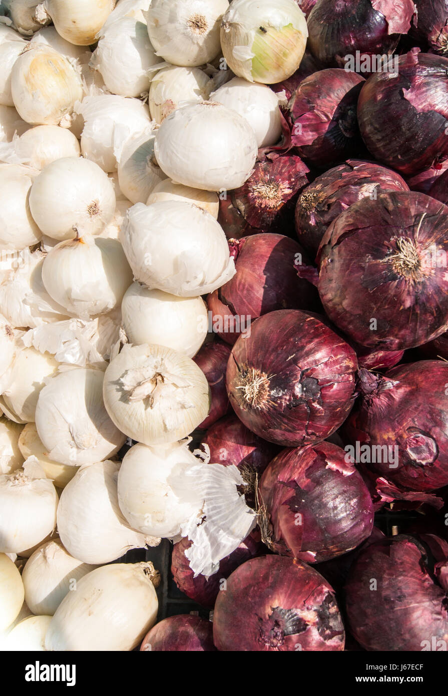 Rote und weiße Zwiebeln auf einem Bauernmarkt angezeigt Stockfoto