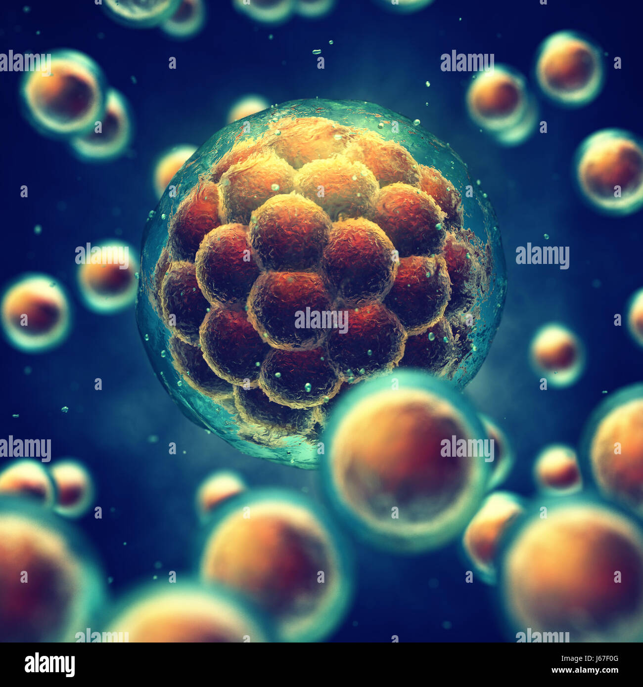 Eine Morula ist ein frühen Stadium Embryo bestehend aus Zellen, Stammzell-Forschung und Behandlung Stockfoto