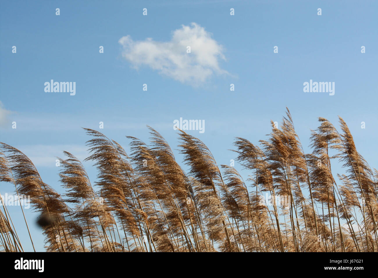 Reed Wind BlueMotion Verschiebung bewegen Bewegung Glanz leuchtet hell lucent Stockfoto