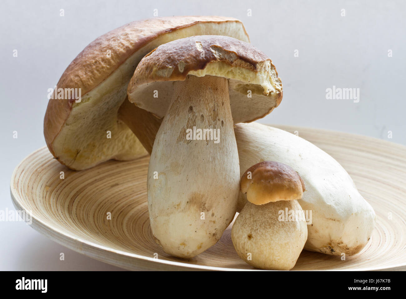 Drei Prachtexemplare von Steinpilzen Stockfoto