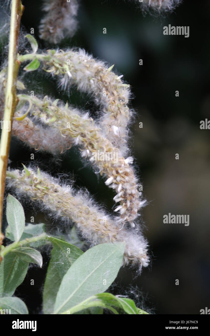 Blüten-Pollen durchsuchen feine Heuschnupfen bluten Heilpflanze Naturheilkunde Allergie Stockfoto