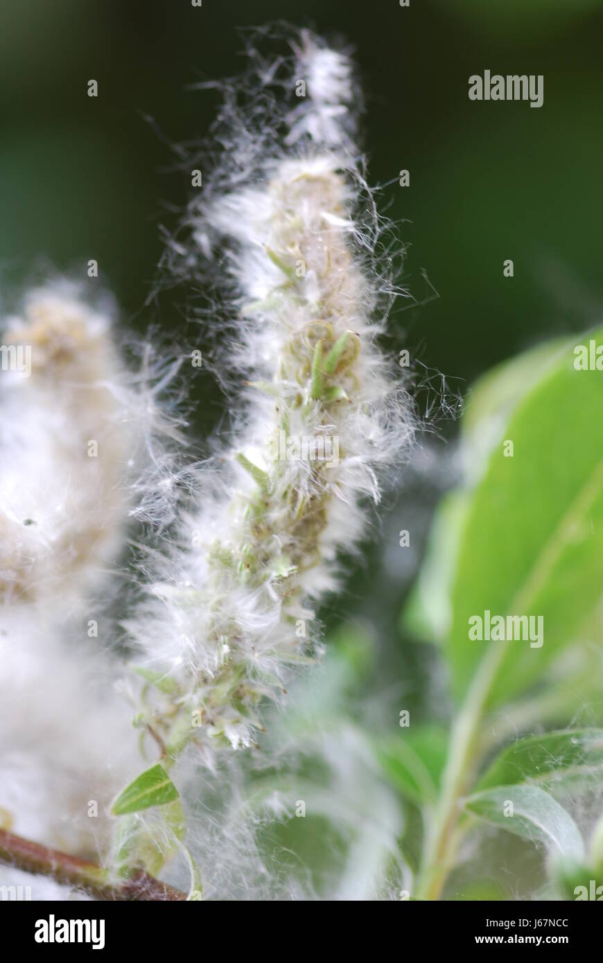 Weidenpollen Flugpollen Allergieauslsend Frhblher Salix Pollenflug weidenpollen Stockfoto