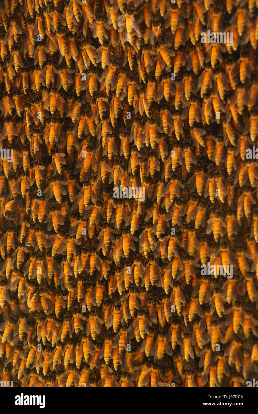 Susse Insekt Insekten Indien Bienenwaben Honig Essen Nahrungsmittel Gesundheit Vitamine Stockfotografie Alamy