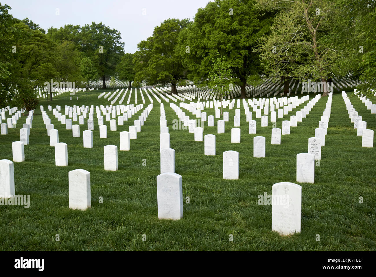 Reihen von weißen Grabsteinen unter Bäumen auf dem Arlington Cemetery Washington DC USA Stockfoto