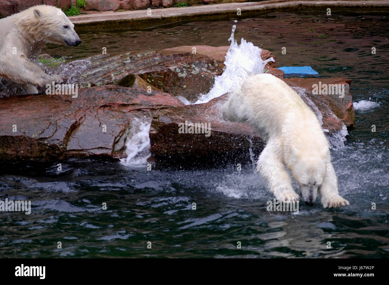 Wasser Säugetier Eisbär Haut Räuber Frischwasser See Binnengewässer Wasser Stockfoto