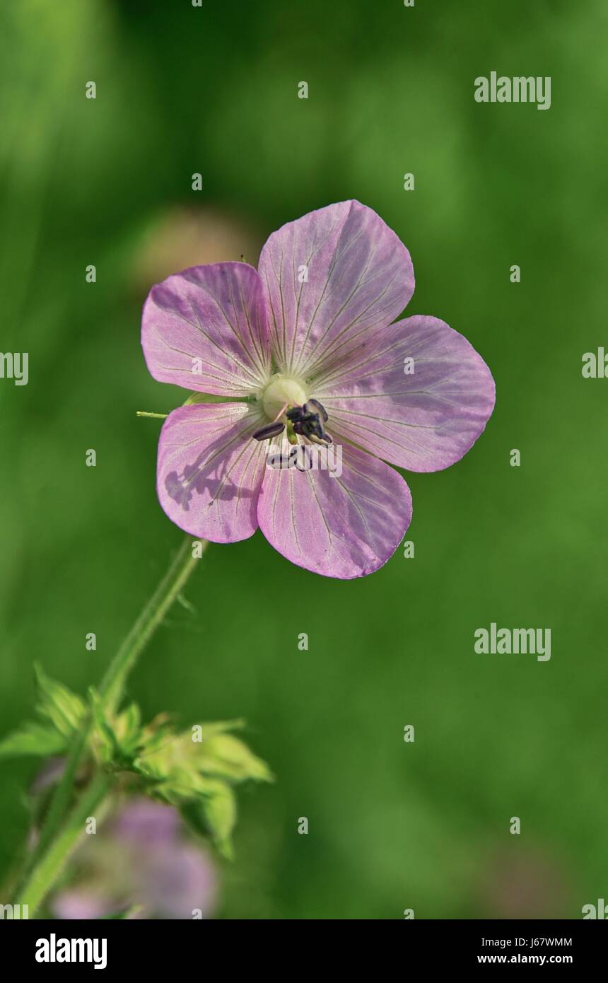 Wiesenblume Stockfoto