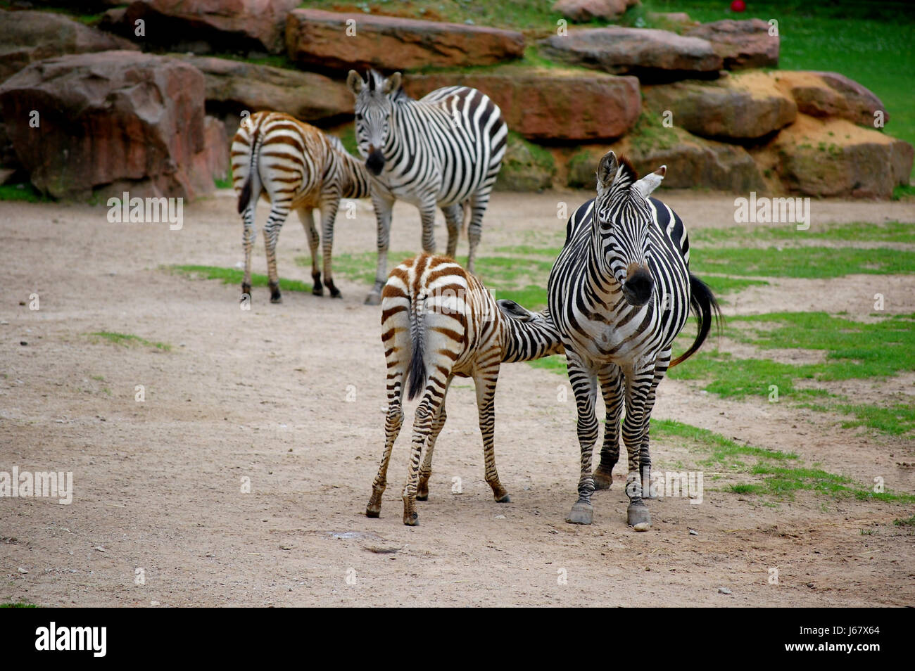 Zebra Stockfoto