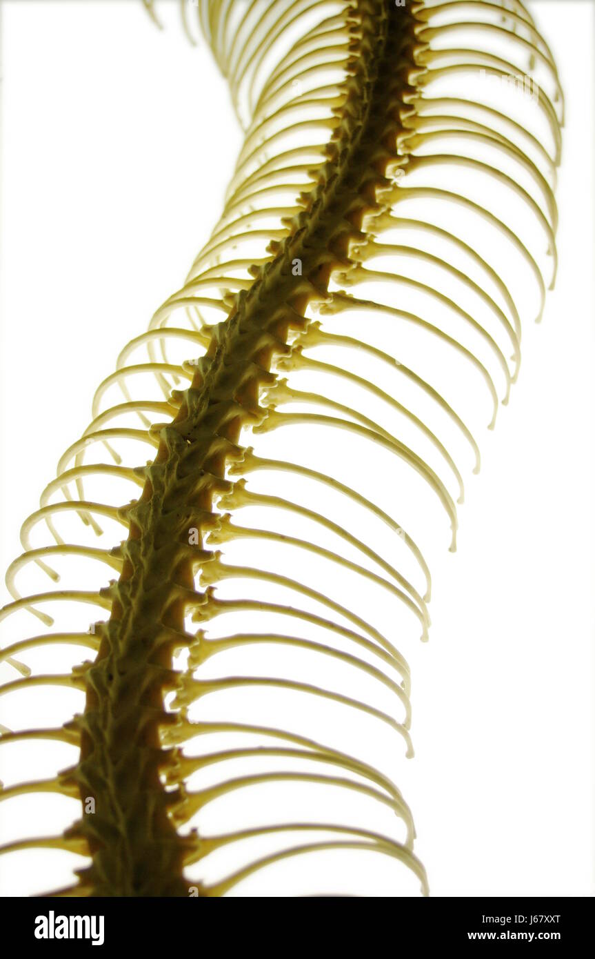 Snake Skeleton Bone Stockfotos und -bilder Kaufen - Alamy