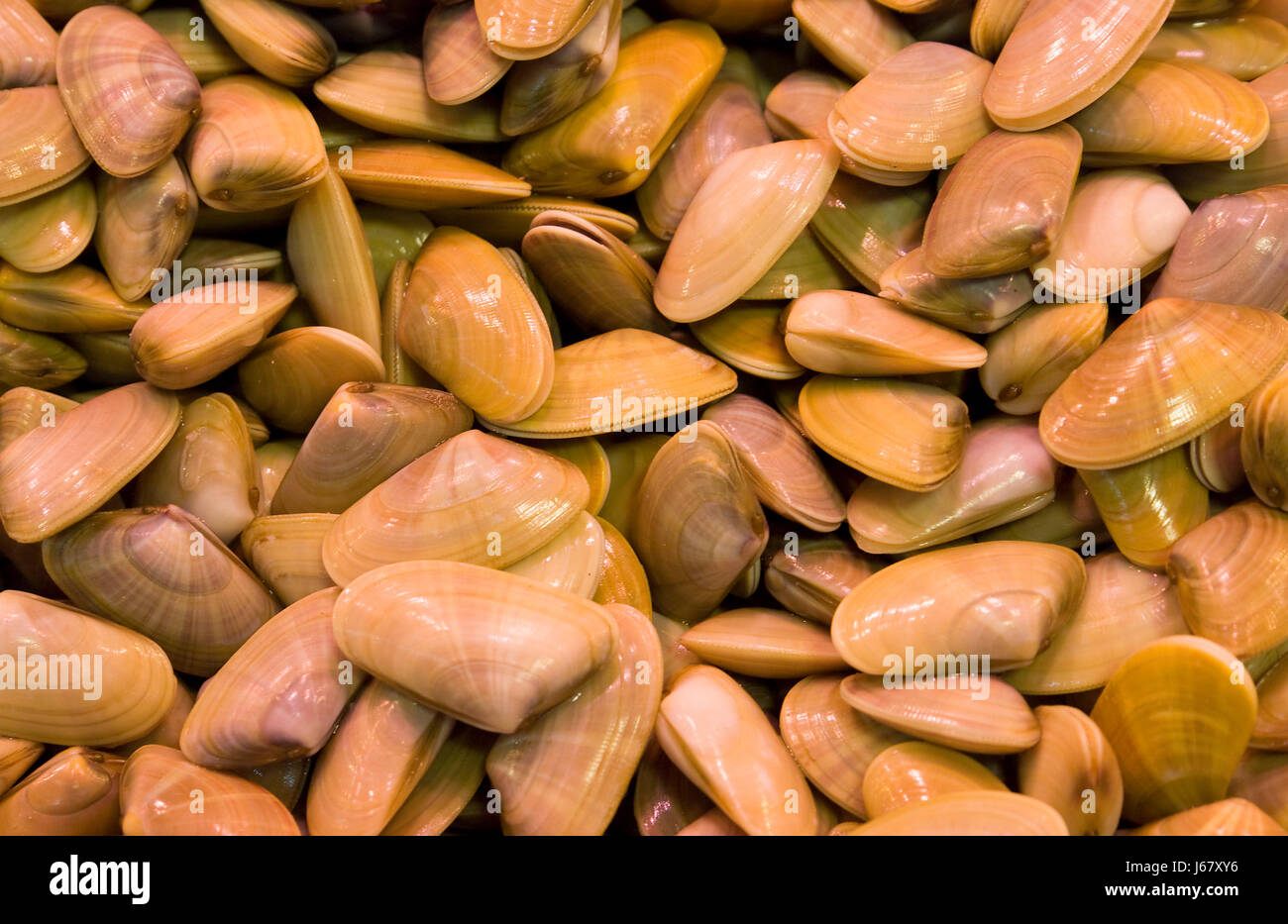 Muscheln aus dem Mittelmeer Stockfotografie - Alamy