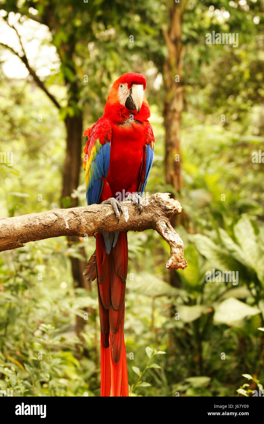 Rote blaue Papagei auf hölzernen Ast schaute mich in der Kamera im Wald am Tag. Stockfoto