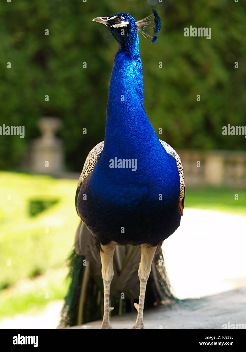 Vogel, Pfau, gefärbt, Garten, Vogel, Pfau, farbige, Majestic, Pfauen Stockfoto