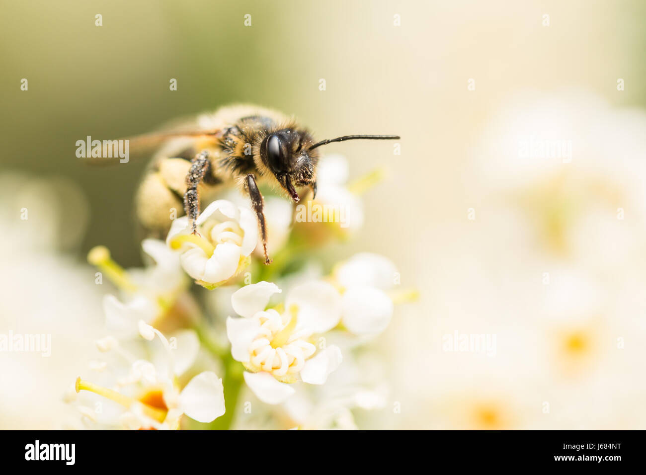 Eine Biene auf einer Portugal-Lorbeer-Blume.  Sitzen auf der Oberseite einen weiße Blume Stiel, ist die Biene Pollen bedeckt. Detail der Pelz und Auge ersichtlich. Stockfoto