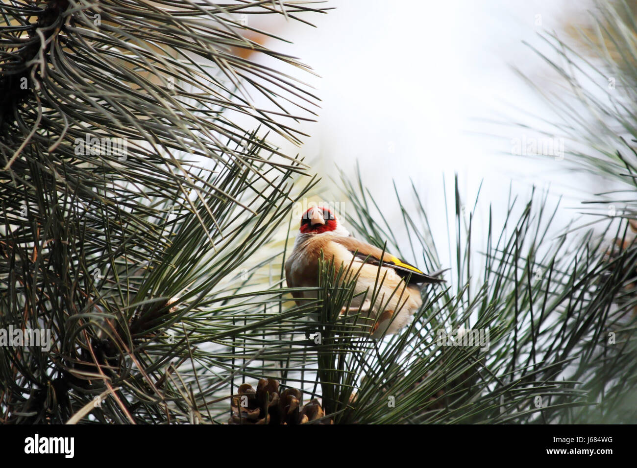Kiefer Porträt Stieglitz Finch blau schöne beauteously schöne Nahaufnahme Vogelbaum Stockfoto