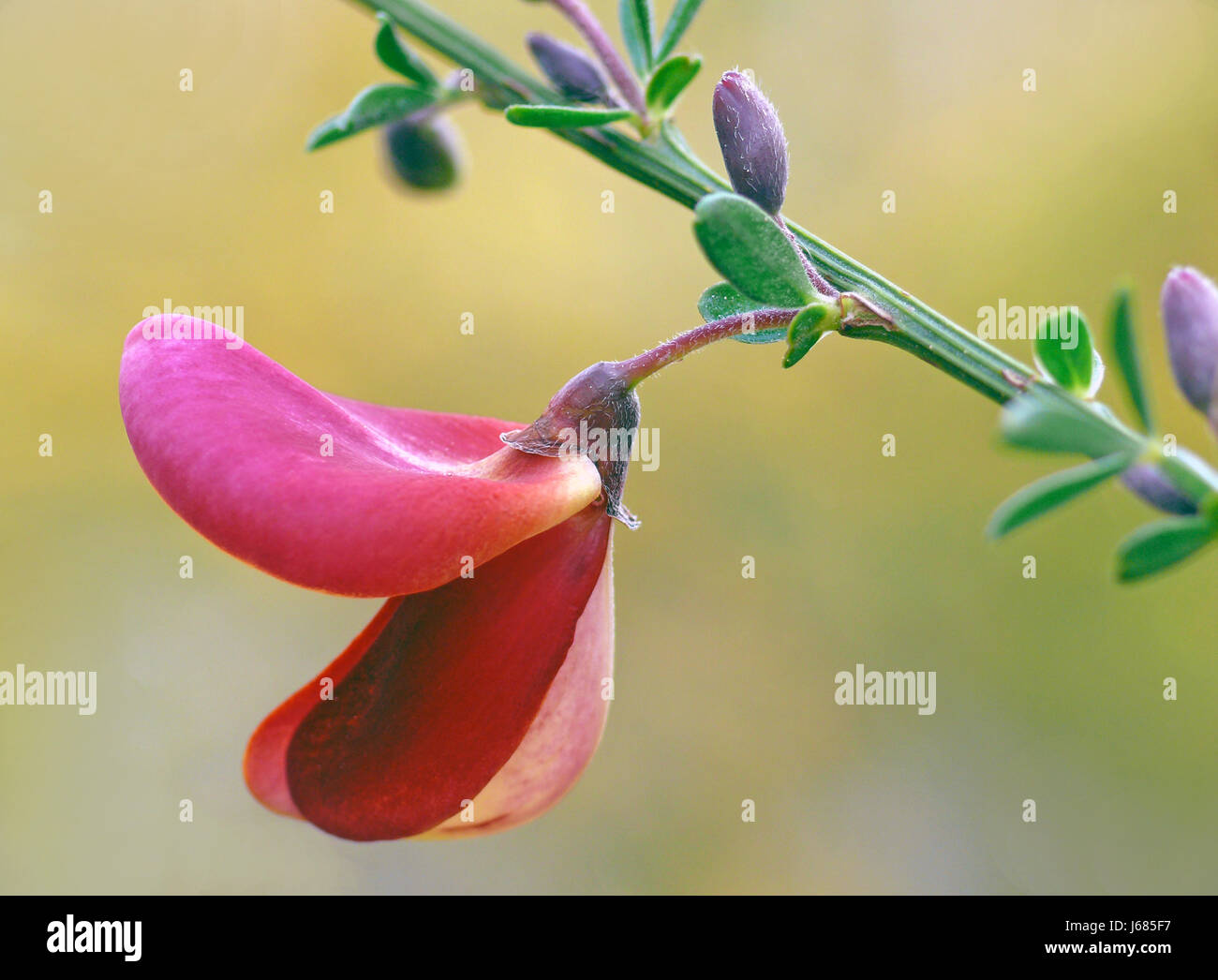 Blüte Blüten gedeihen Blühender Ginster lila holländischen Garten blühen Blüte Stockfoto