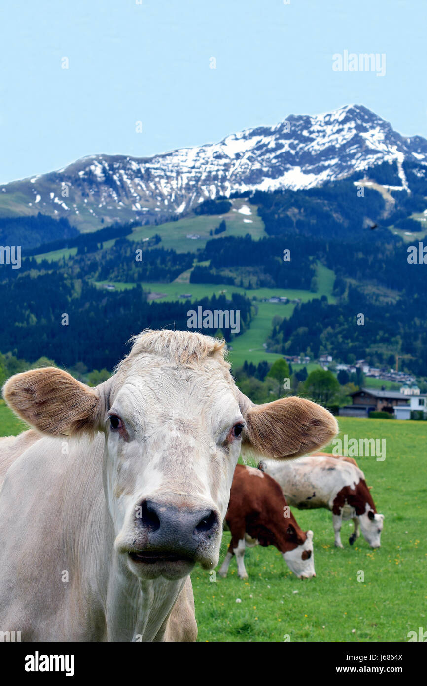 Kuh auf Feld Blick in die Kamera. Schöne Österreichische Alpen im Hintergrund. Vertikales Bild. Stockfoto