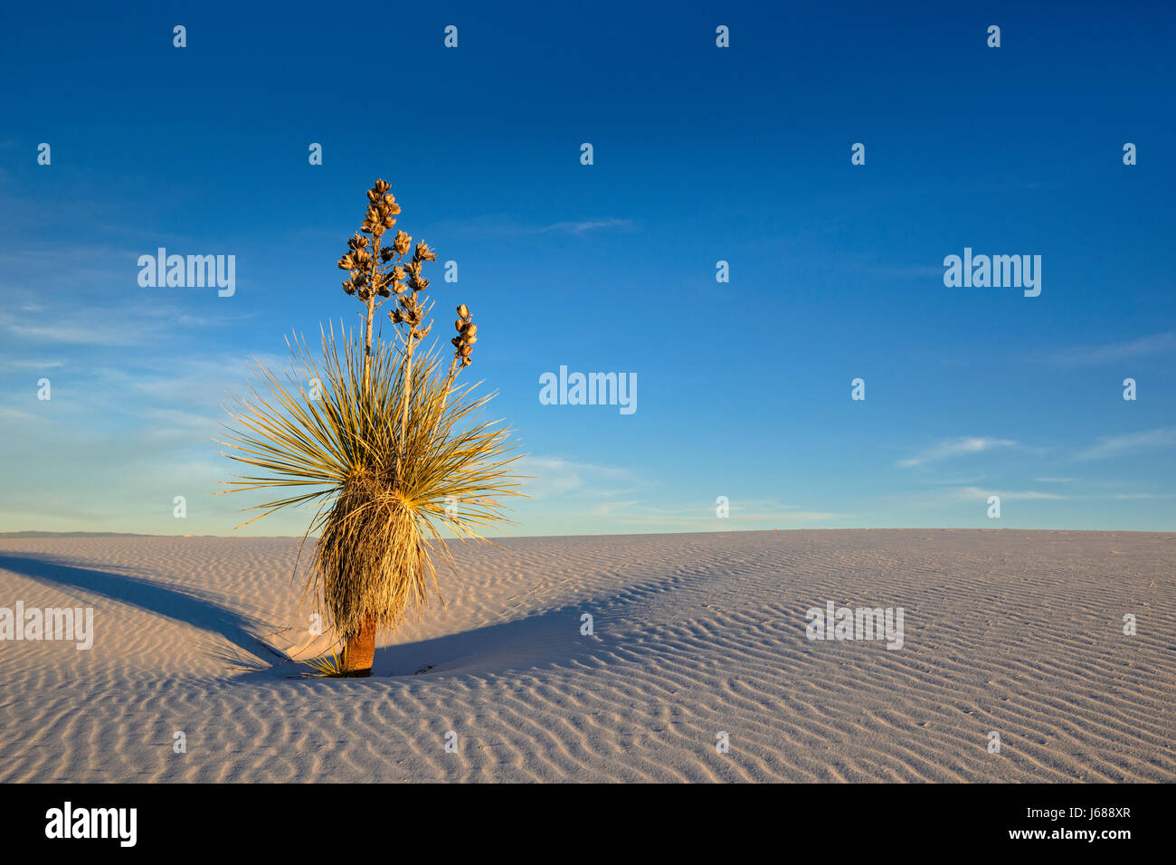 Yucca auf Sanddüne, White Sands National Monument, New Mexico. Stockfoto