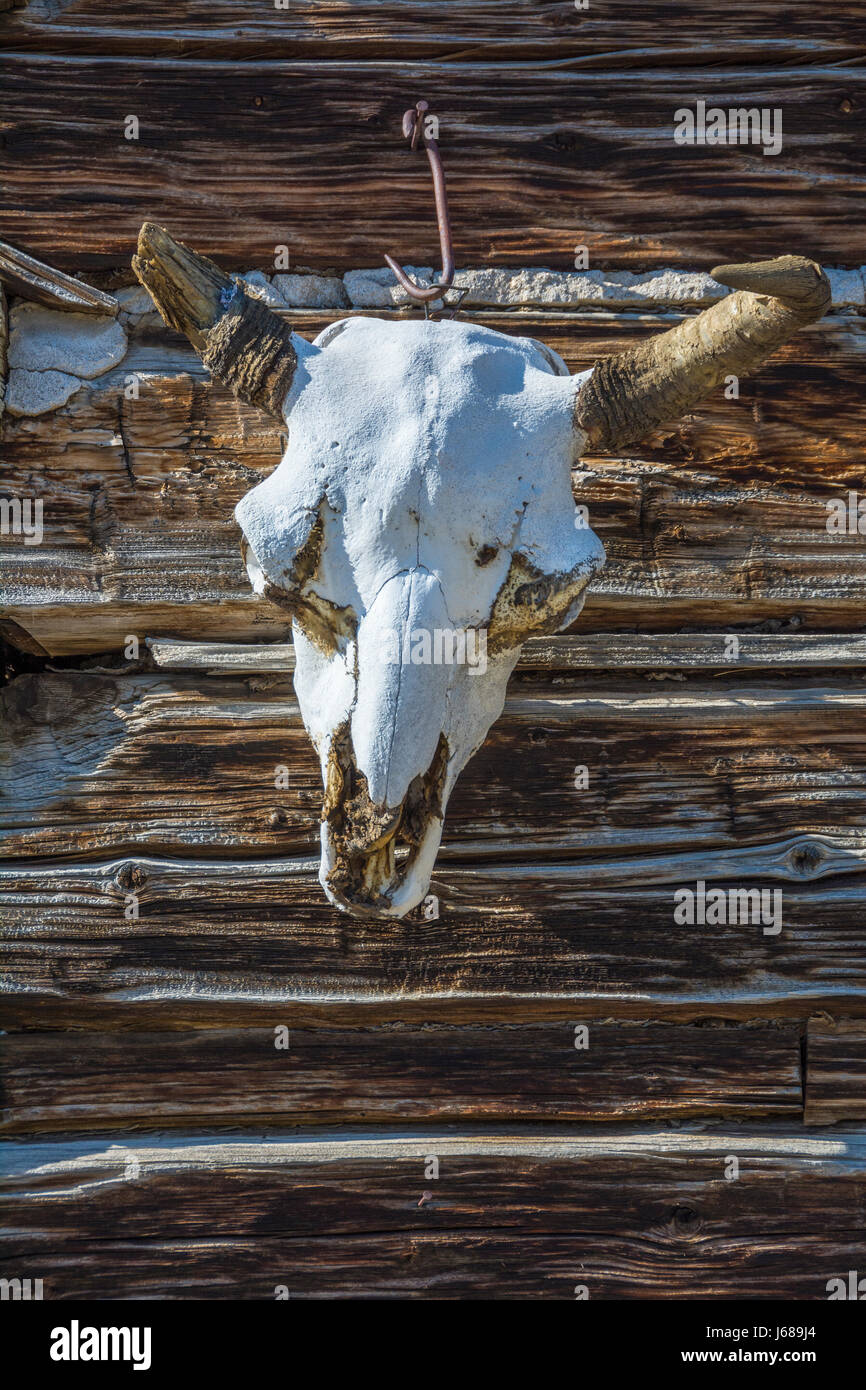 Kuh Totenkopf auf Blockhaus am Spring Creek Ranch in Paradise Valley, Montana. Stockfoto