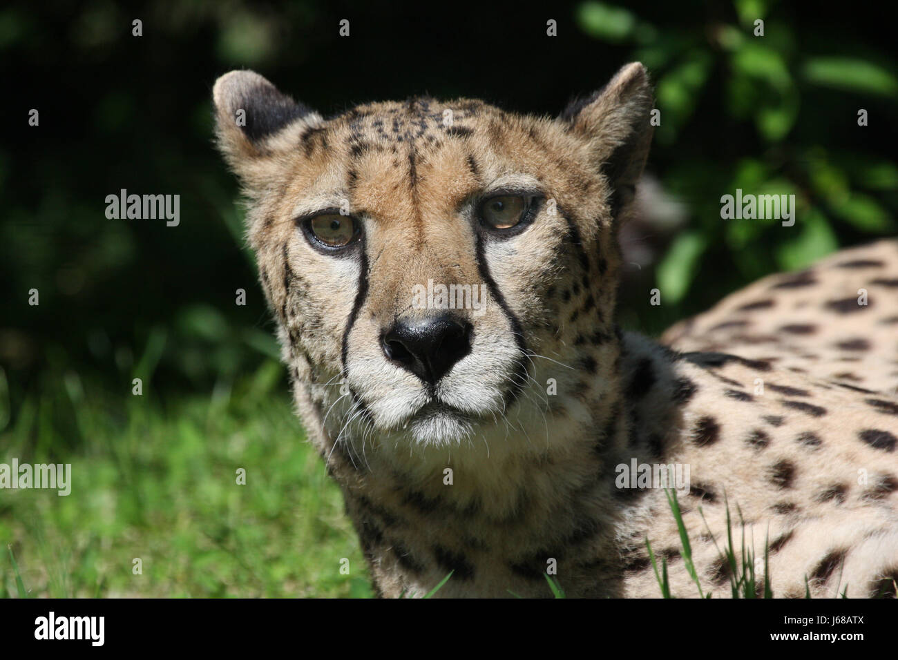genaueren Blick Stockfoto