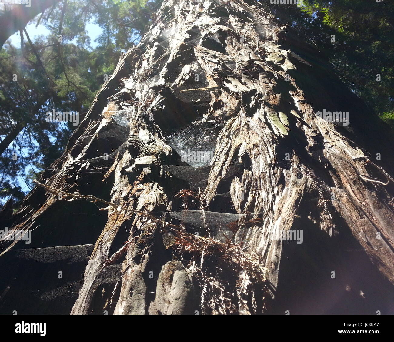 Redwood-Bäume von Humboldt County, CA Stockfoto