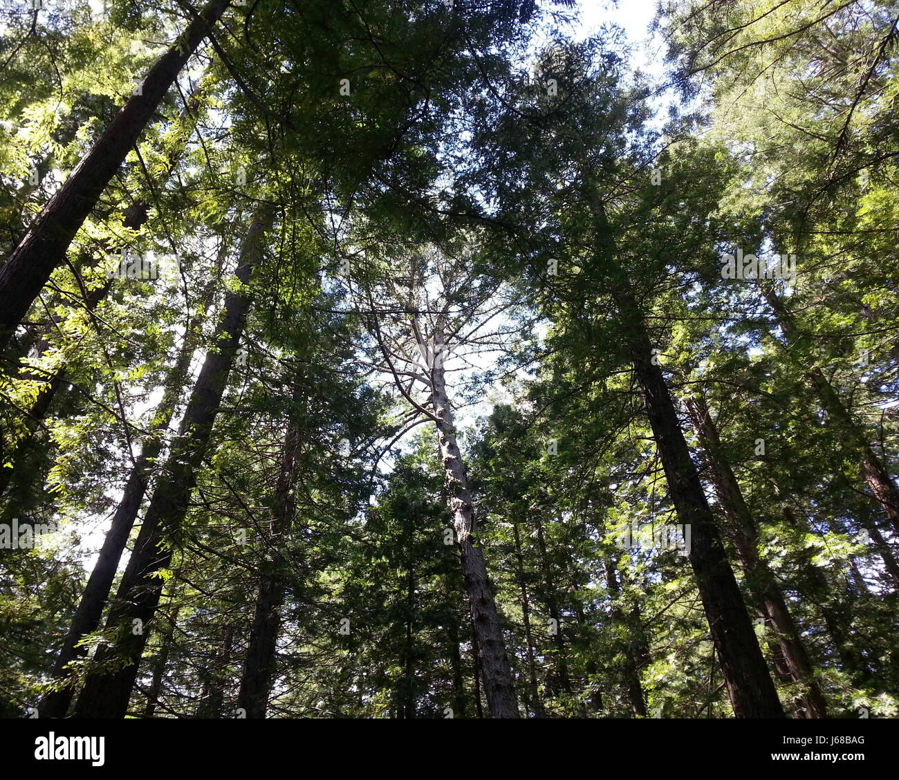 Redwood-Bäume von Humboldt County CA Stockfoto
