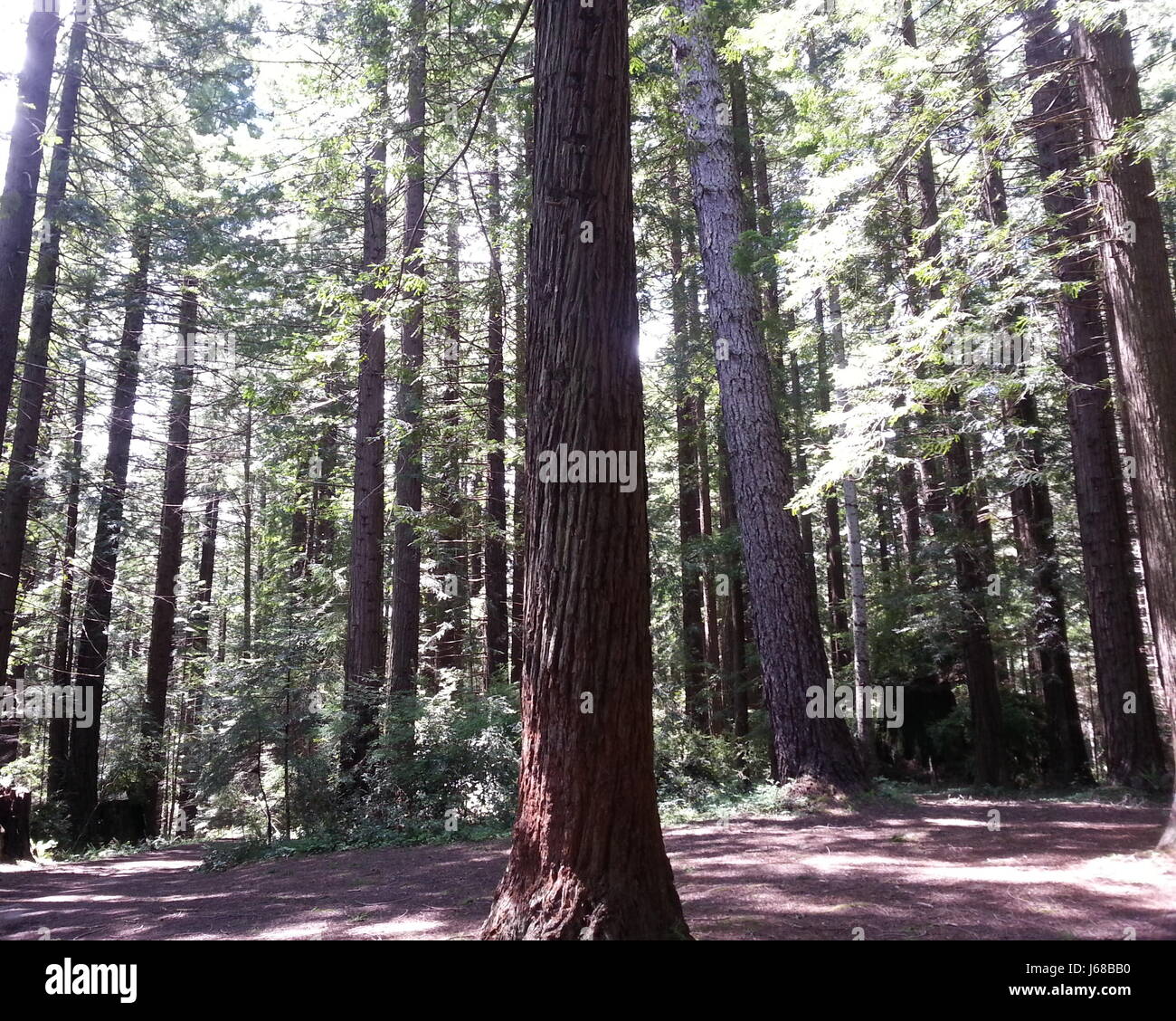 Redwood-Bäume von Humboldt County CA Stockfoto