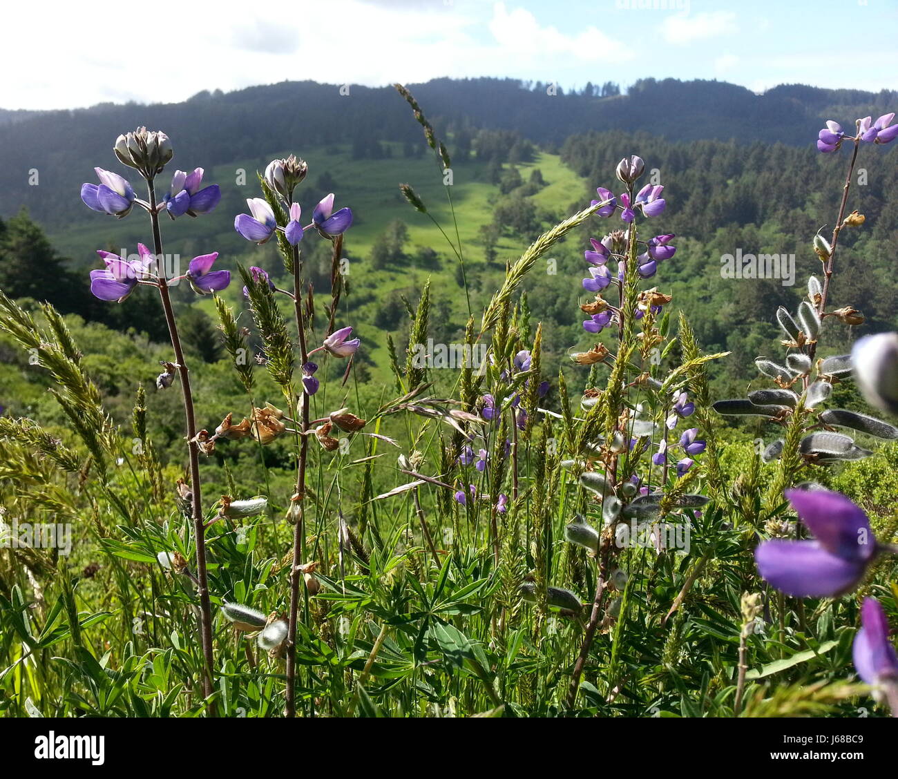 Blühende Lupine Stockfoto