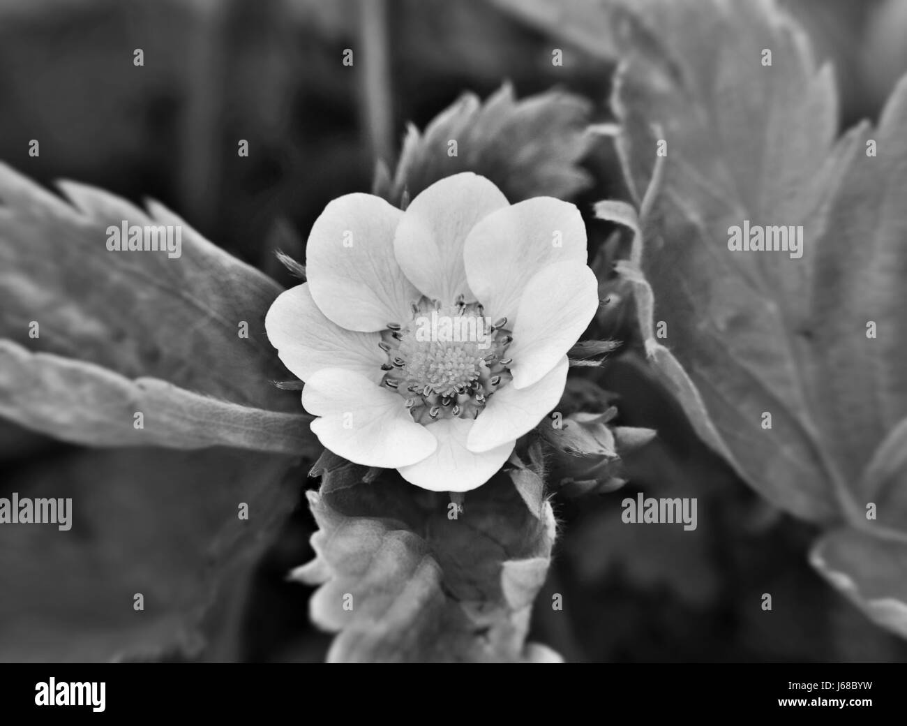 Erdbeere Blume in schwarz / weiß Stockfoto