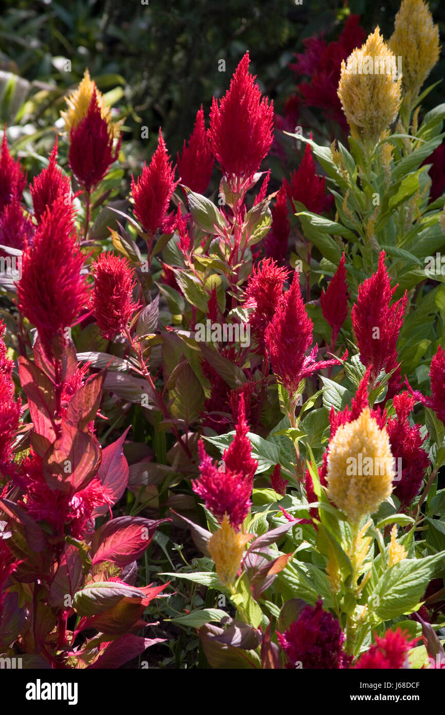 Park Garten Blume Blumen Pflanzenzucht botanische Reisen Park Garten Stockfoto