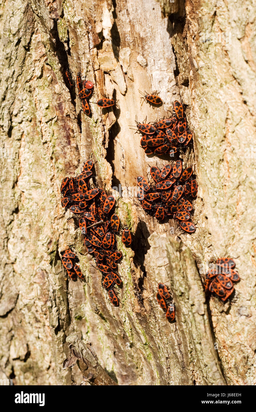 Insekten-Stamm-Käfer-Pest erhöhen Parasit Insekten Holz Baumstamm schwarz Stockfoto
