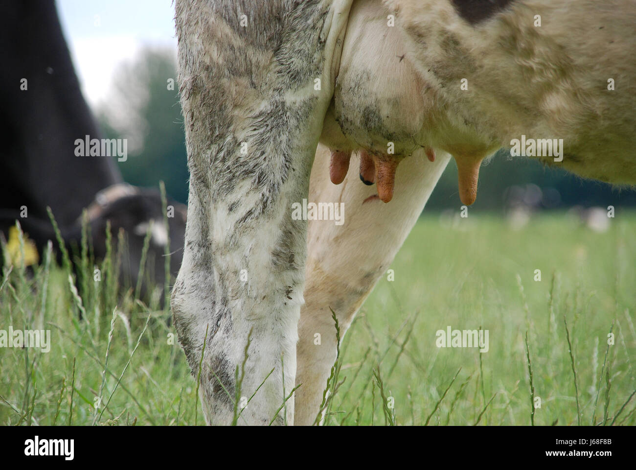 Milch Kuh Euter unskimmed Milch Tier Haustier Säugetier braun bräunlich Brünette Stockfoto