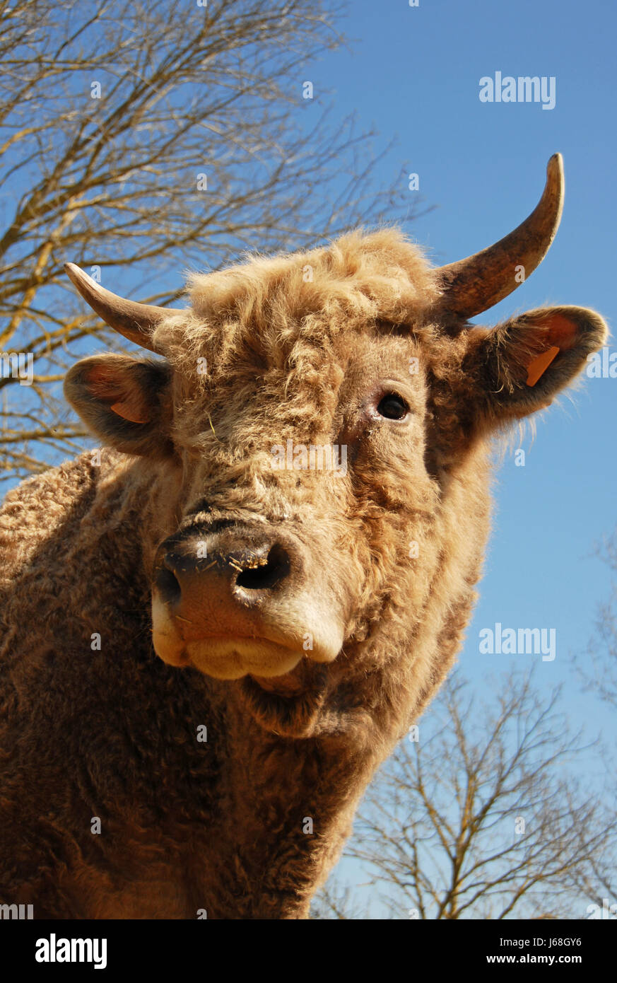 tierische Bull Kuh Bauernhof gemütlichen heimischen ländlichen Bauern Kopf blau schön Stockfoto