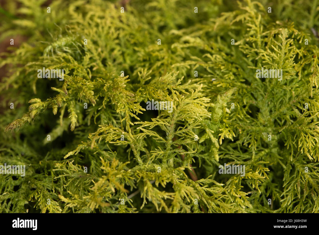 Thuidium Tamariscinum (gemeinsame Tamarisken-Moss) Stockfoto