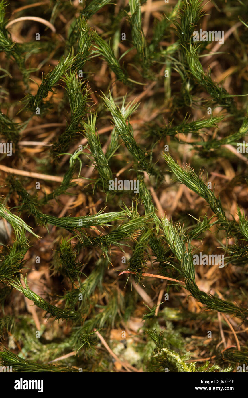Junge Triebe von Polytrichum commune (Common Haircap Moss) auf einem Waldboden. Stockfoto