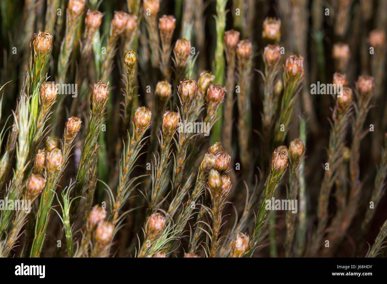 Junge Triebe von Polytrichum commune (Common Haircap Moss) Stockfoto