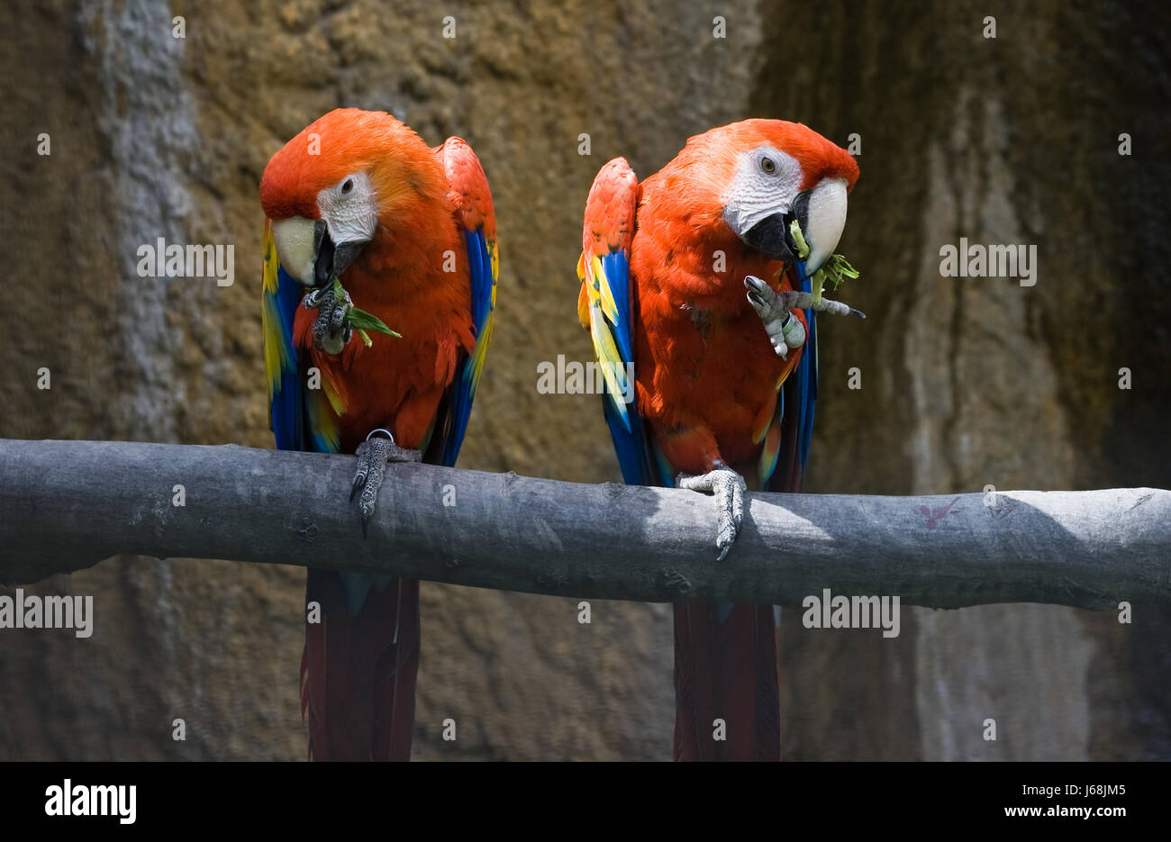 Tiere Vogel Tiere Vögel Tiere Papageien Papagei blau schöne beauteously Stockfoto