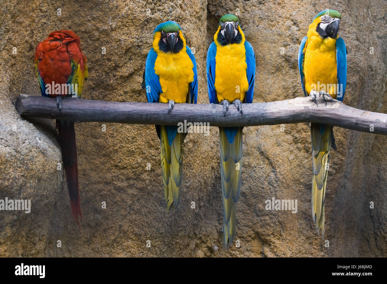 Tiere Vogel Tiere Vögel Federn Papageien Papagei blau schöne beauteously Stockfoto