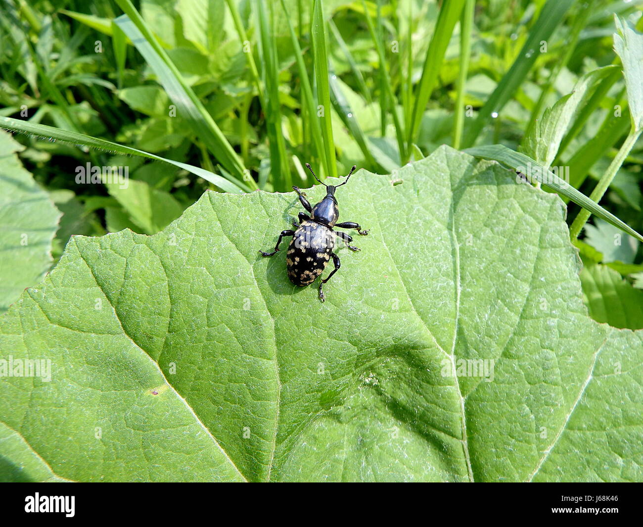 Schnauze Käfer auf einem grünen Blatt (Liparus Glabrirostris) Stockfoto