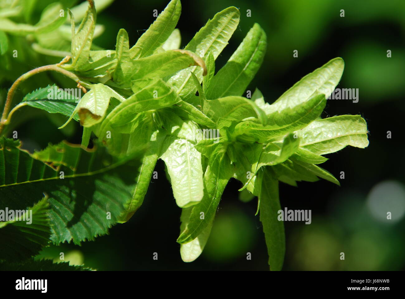 Hainbuche (Carpinus Betulus) Stockfoto