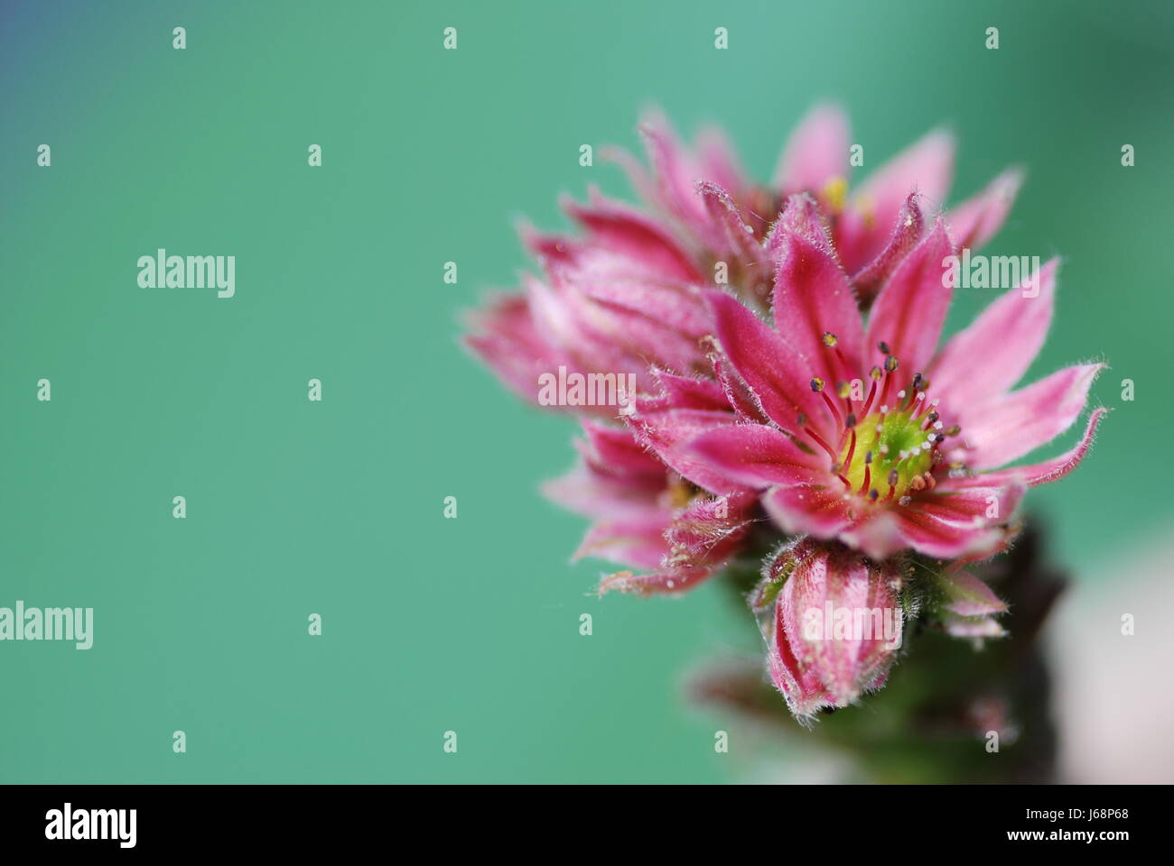Dachwurz Blüte (Semperervivum) Stockfoto