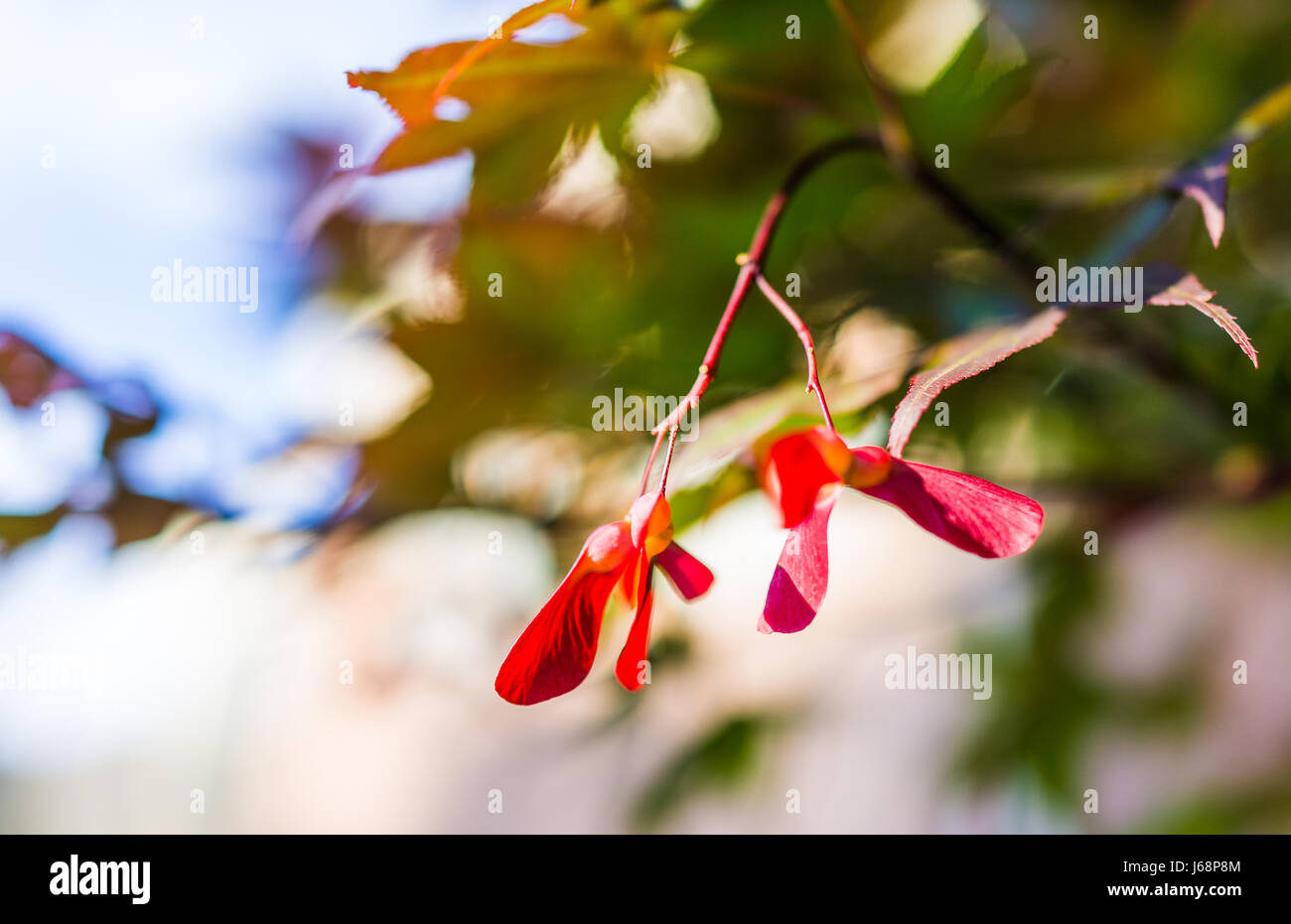 Makro Nahaufnahme des rot-Ahorn Flügel Blumen mit dem Bokeh Fokus im Sonnenlicht Stockfoto