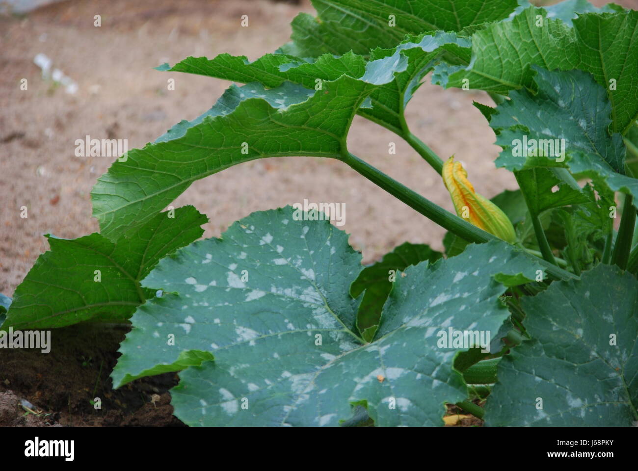 Zucchini-Pflanze (Cucurbita) Stockfoto