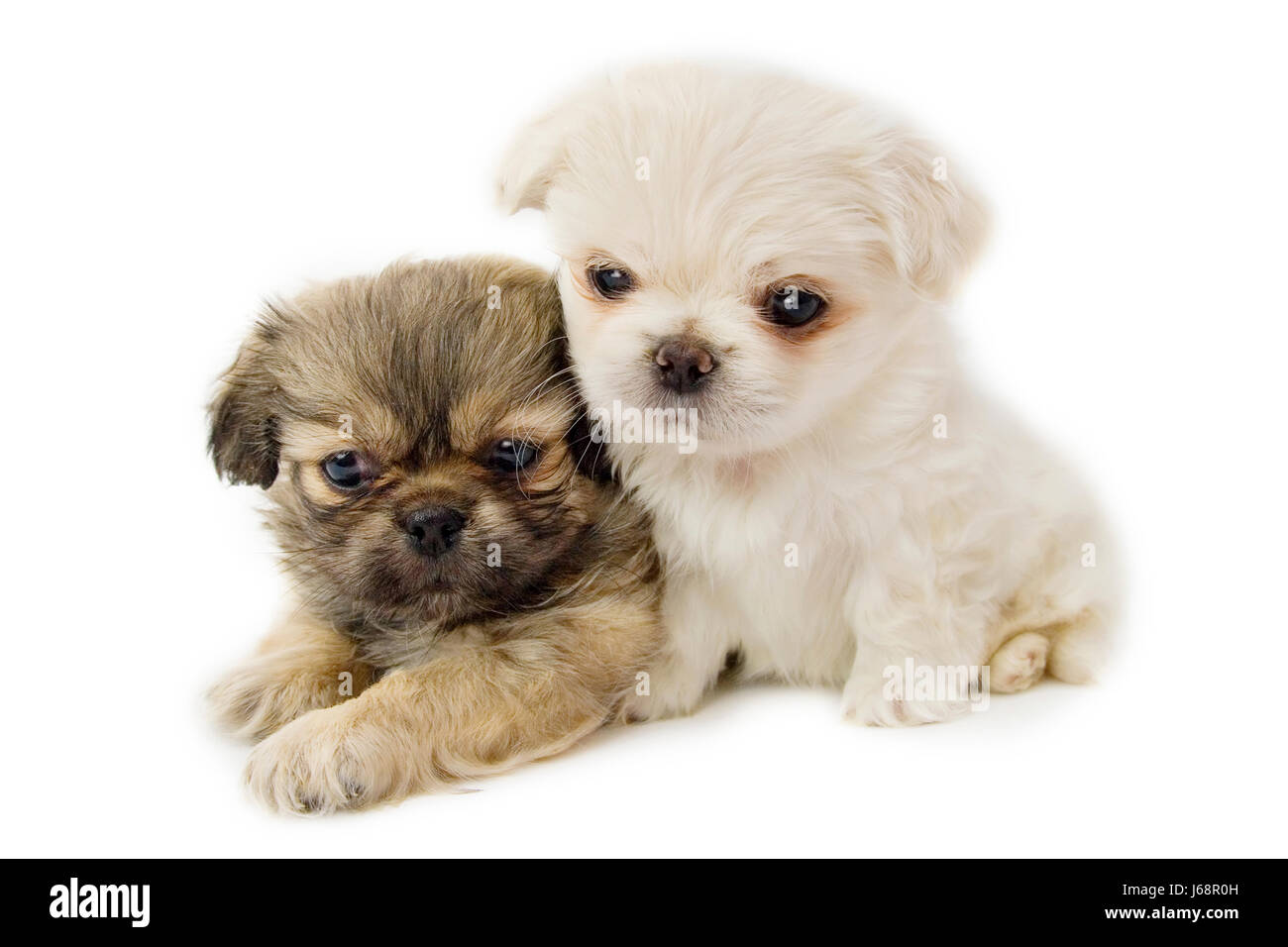 Tier Haustier Hund Zwei Welpen Pekinese Suss Stockfotos Und Bilder Kaufen Alamy