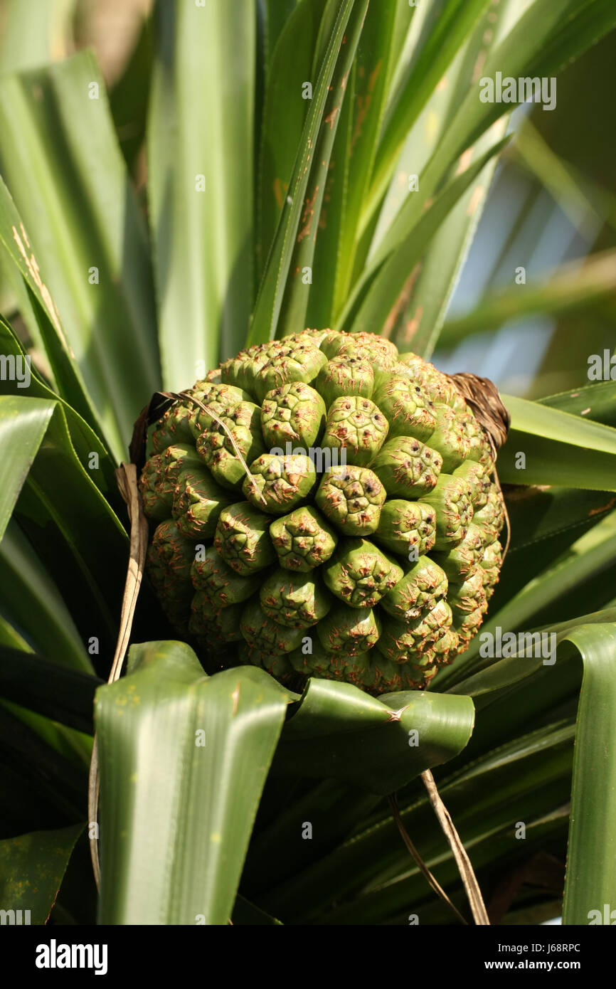 Durian Stockfoto