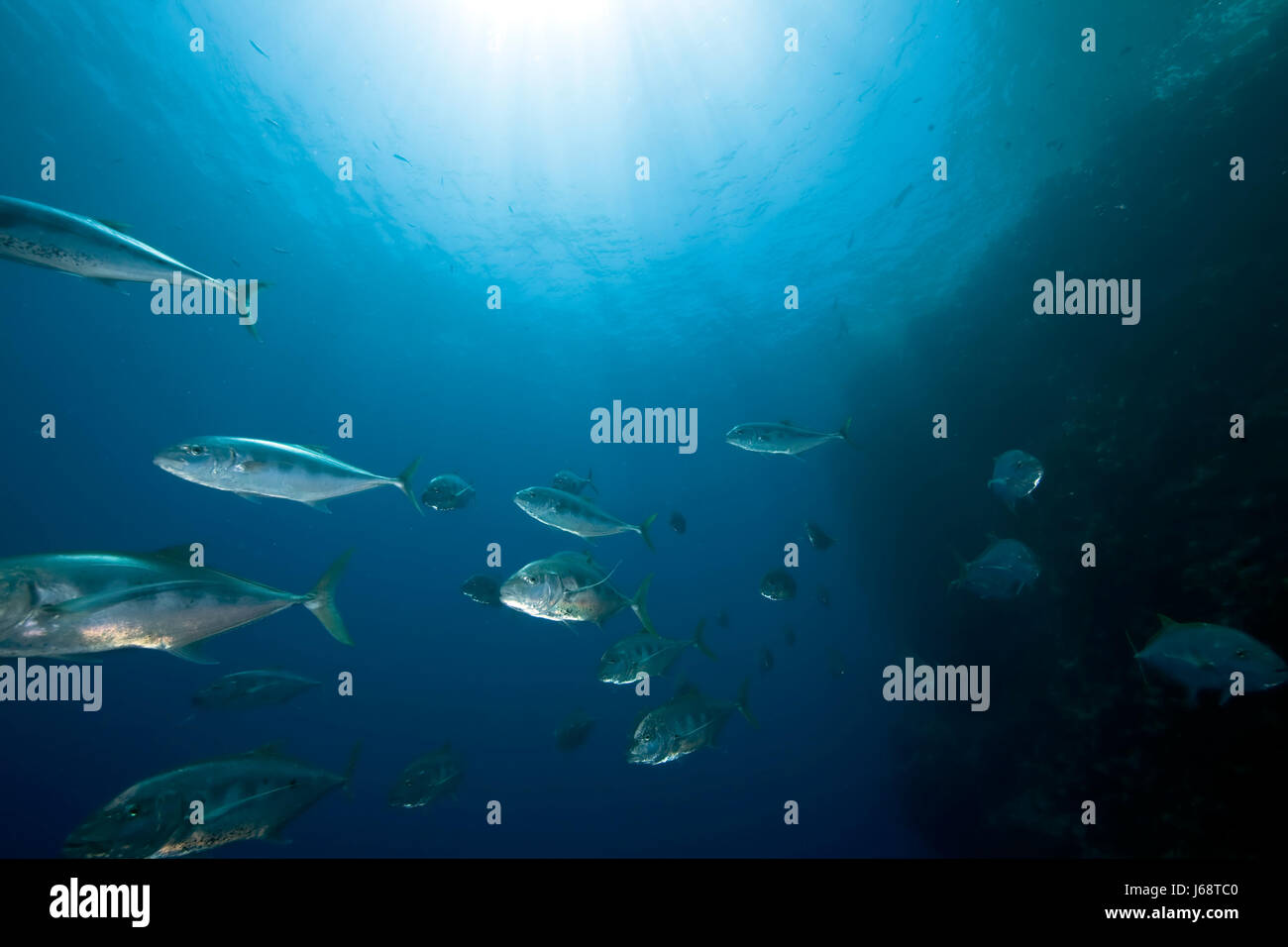 blaue Tiere Fisch Sonnenlicht Unterwasser Ray exotische nassen Sonnenstrahl Sonnenschein tropischen Stockfoto